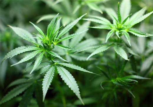 Cannabis: Factsheet - Positive Choices